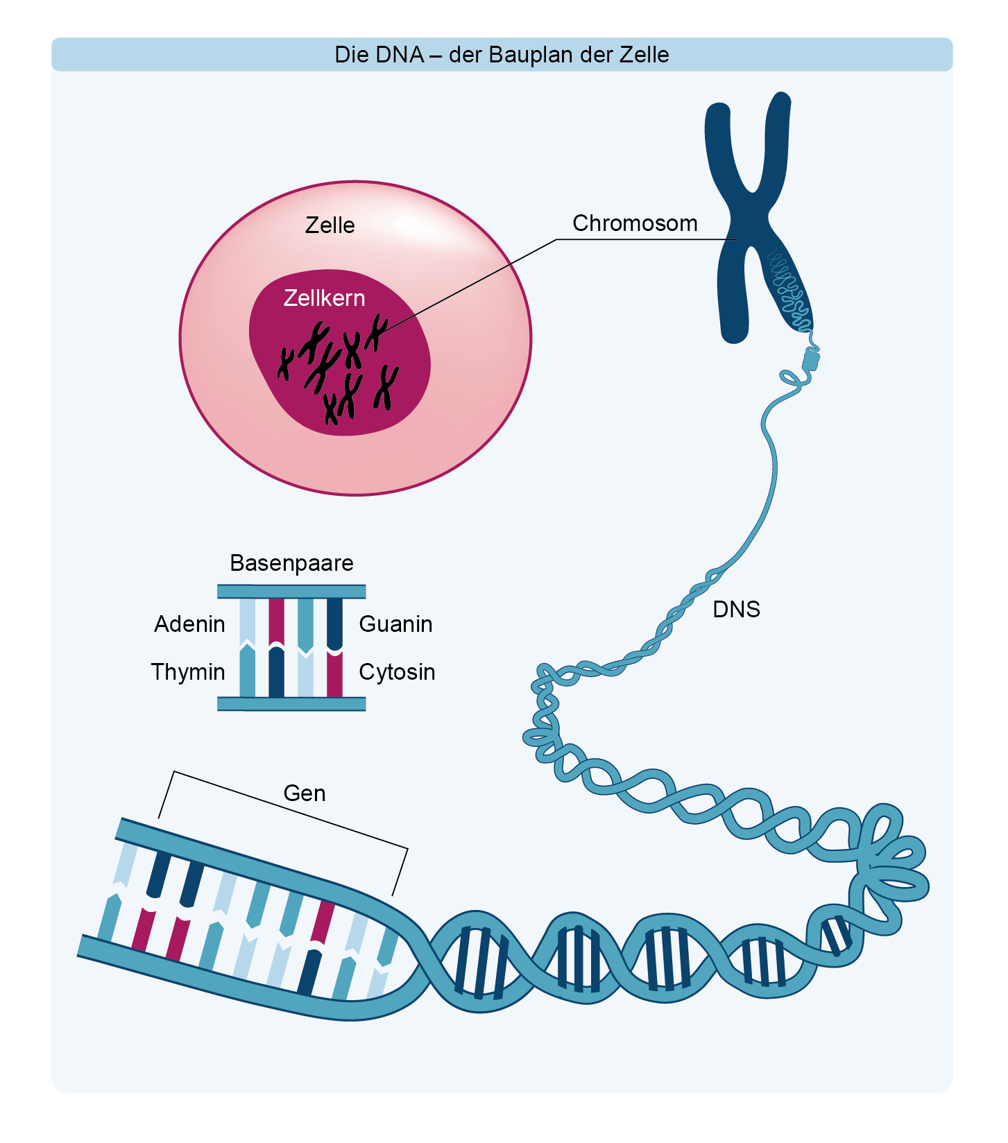 Chromosom DNA